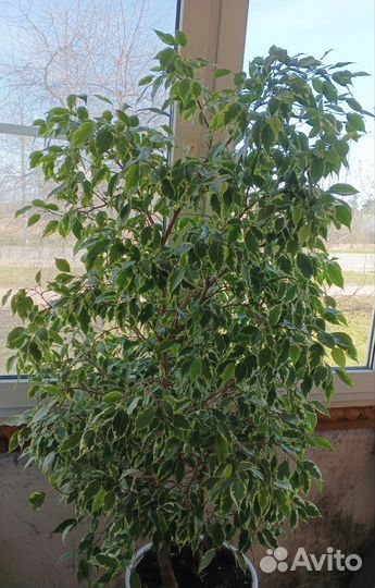 Фикус бенджамина