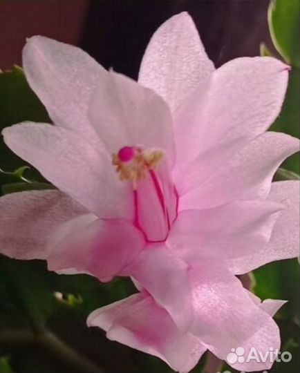 Декабрист шлюмберга