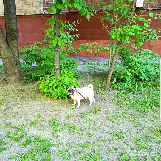 Возьму на передержку животных