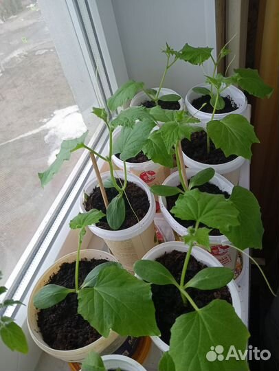 Рассада огурцов балконных