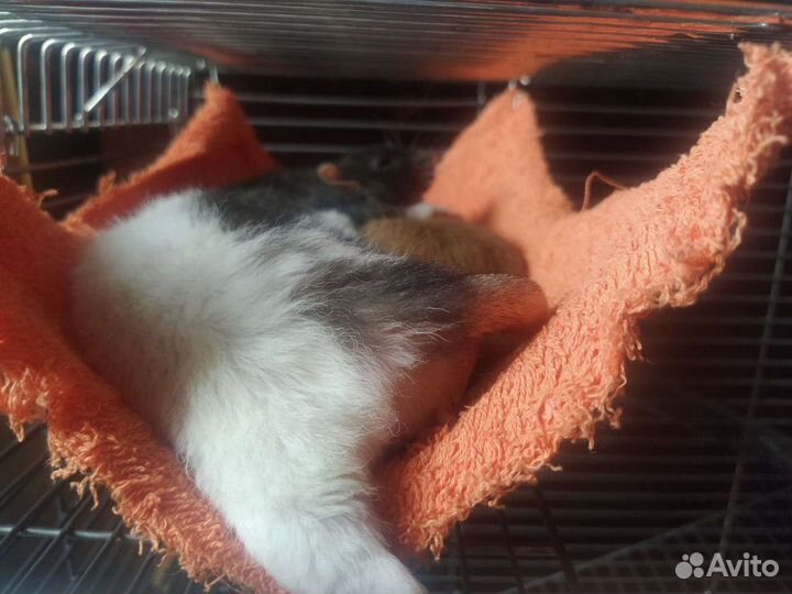 Передержка (зооняня)