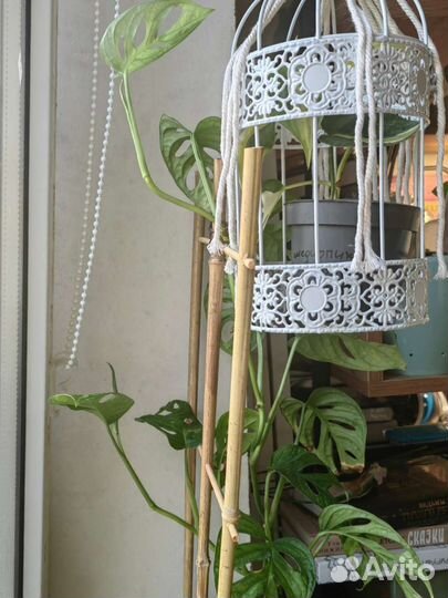 Монстера Манки Маск