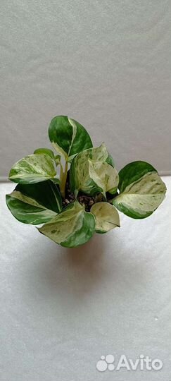 Эпипремнум, филодендрон