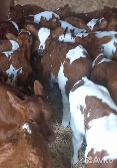 Отборные телята, бычки