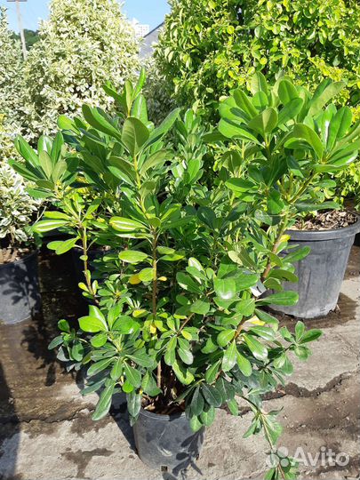 Смолосемянник