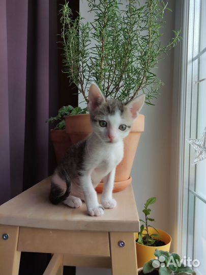 Котята ищут дом
