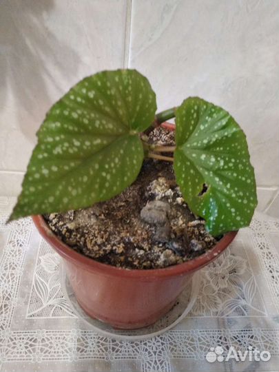 Цветочек,свиное ушко