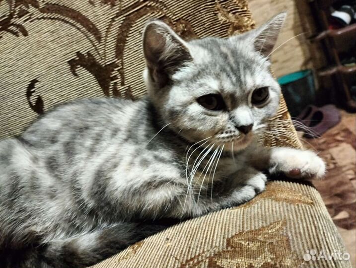 Кошка ласковая в дар