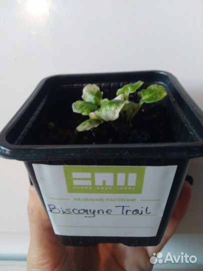 Фиалка Biscayne Trail