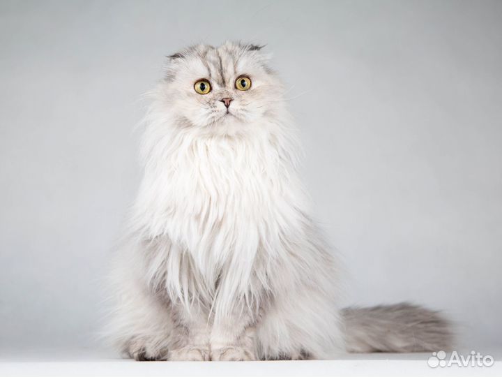 Прекрасная Айси - длинношерстная шотландская кошка