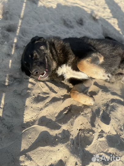 Собака Батон в добрые руки