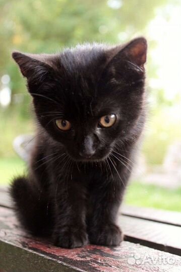 Милые котята