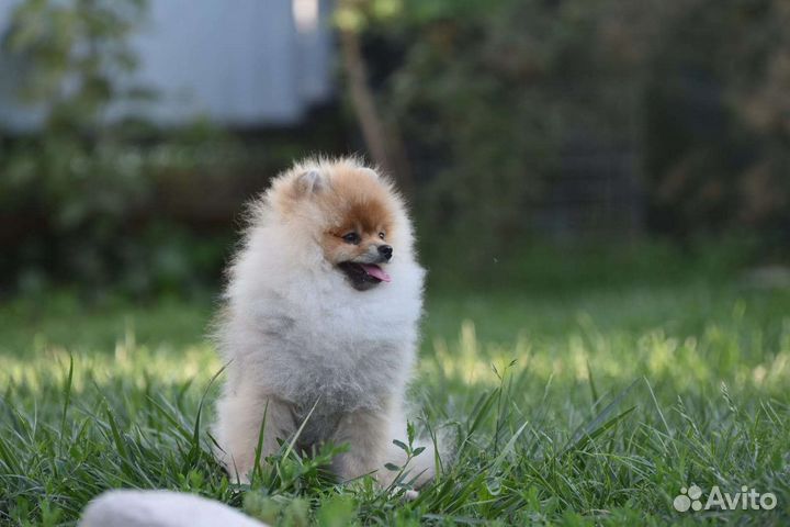Померанский шпиц медвежьего типа
