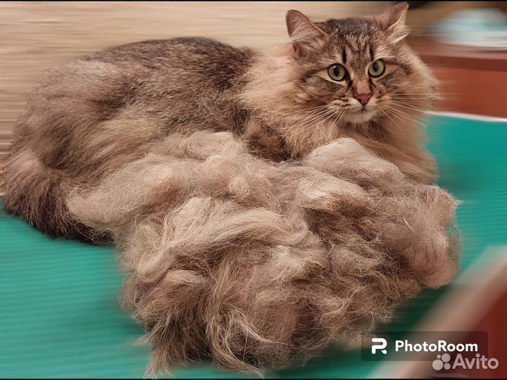 Груминг, стрижка, вычесывание,кошек/собак