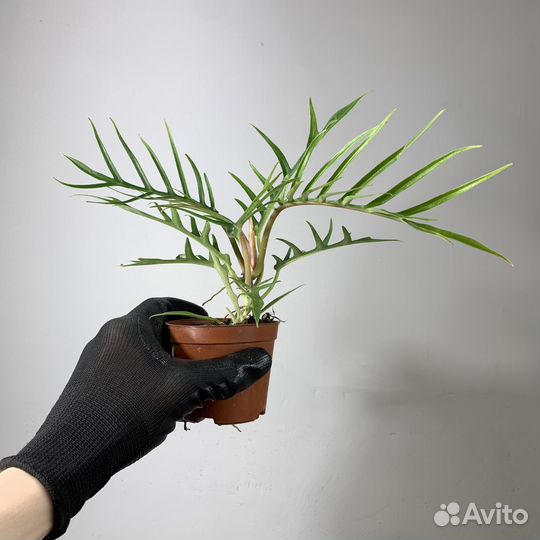 Филодендрон Тортум