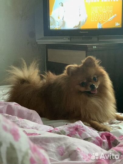 Вязка кобеля