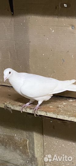 Голуби