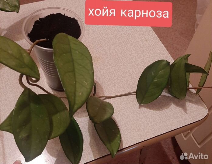 Клеродендрум филиппинский