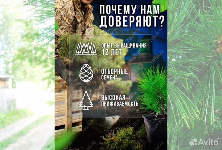 Саженцы кедра от производителя