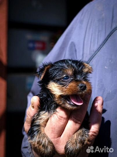 Йоркширский терьер