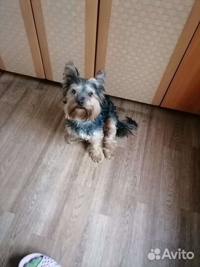 Йоркширский терьер вязка мальчик