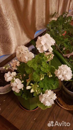 Пеларгония герань