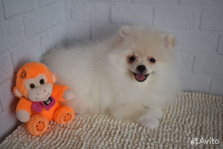 Эксклюзивный шпиц