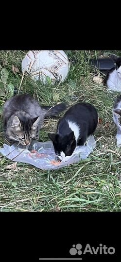 Котята ищут дом