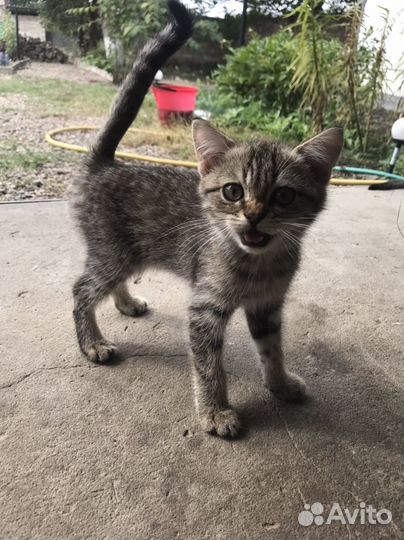 Шотландская