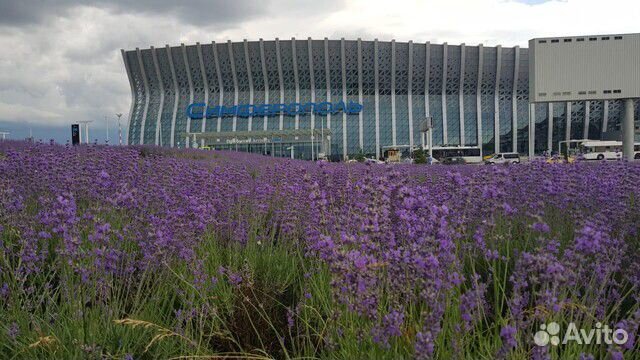 Саженцы лаванды