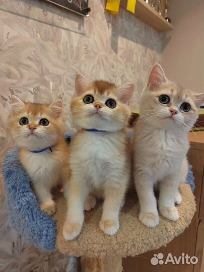 Британские золотые котята