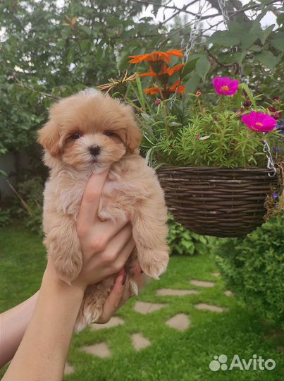 Мальтипу f1 mini и микро