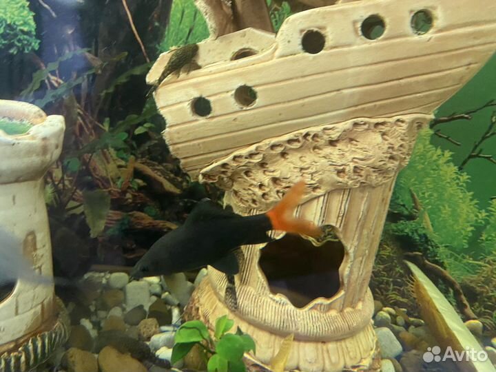 Рыба Лабео и сом Касатка