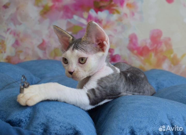 Котик Devon Rex