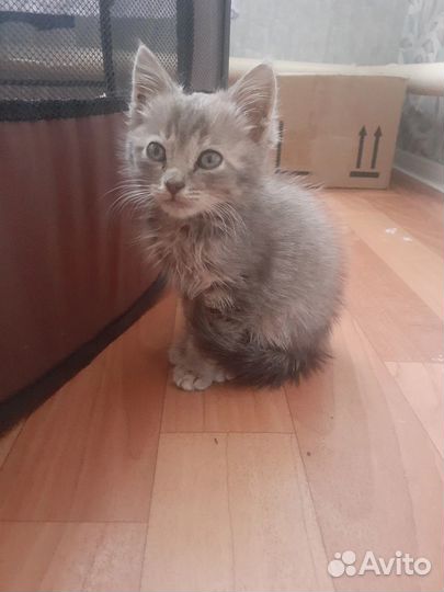 Котенок серый