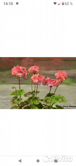 Герань пеларгония