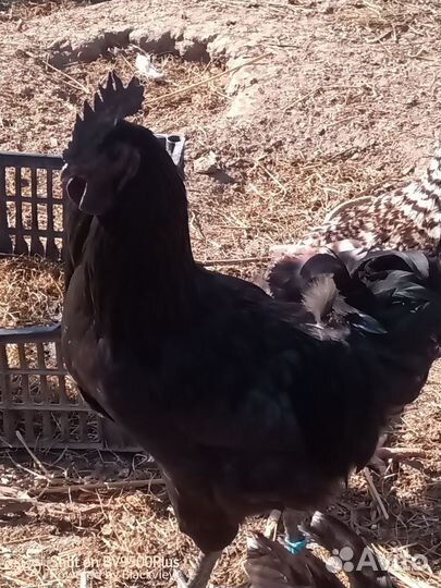 Петух ухейлюй