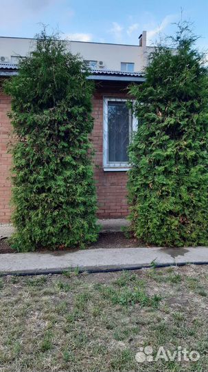 Туя западная