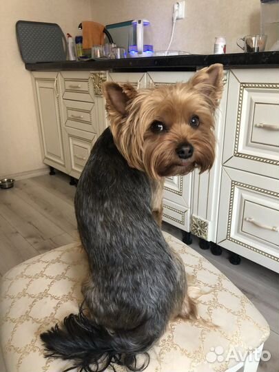 Йоркширский терьер вязка