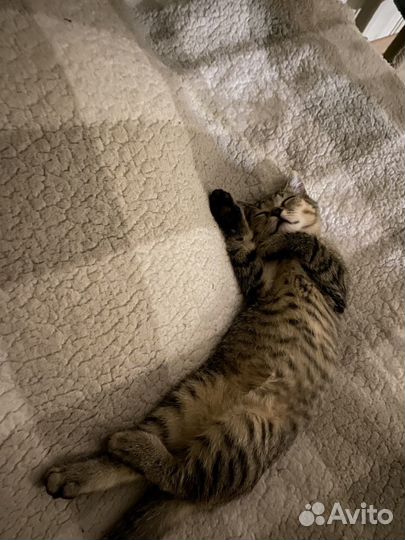 Кошка 3,5 месяца