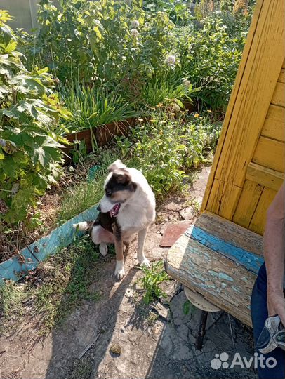 Собака в добрые руки