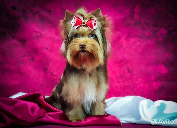 Вязка йорк шокомерле