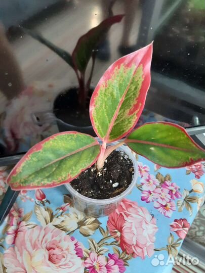 Цветы для дома