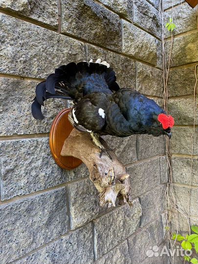 Чучело птиц, Таксидермия