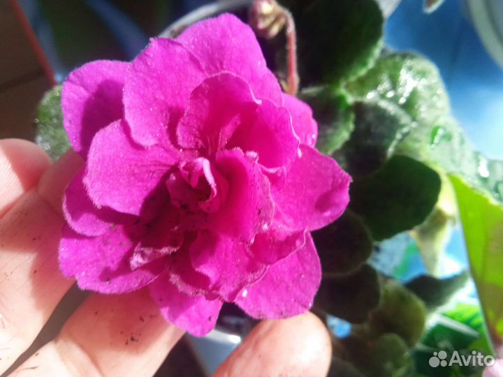 Сортовые фиалки