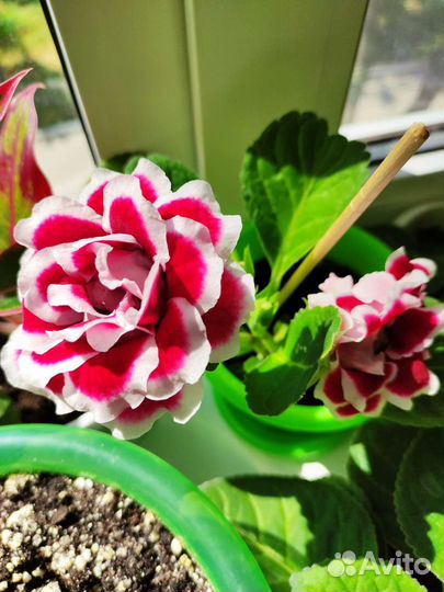 Глоксиния цветущая в горшке