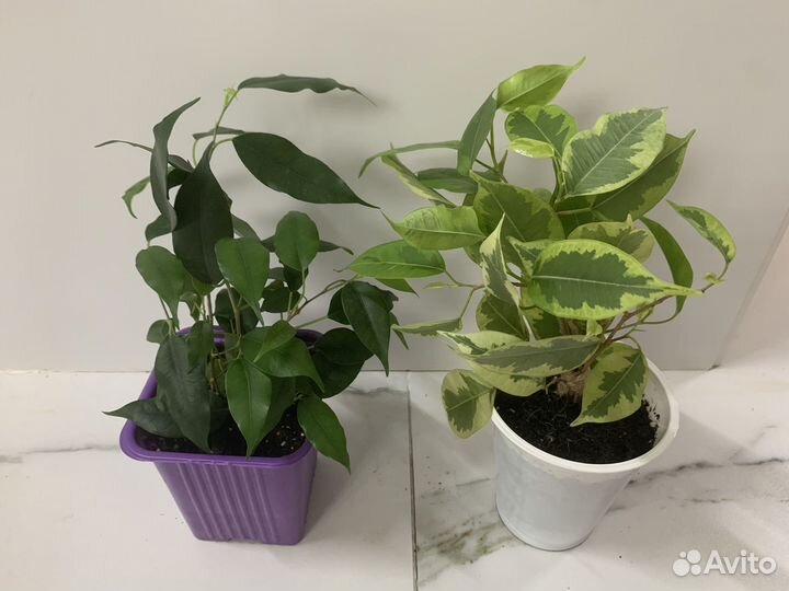 Фикус бенджамина