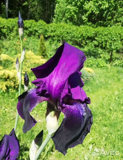 Ирисы бородатые