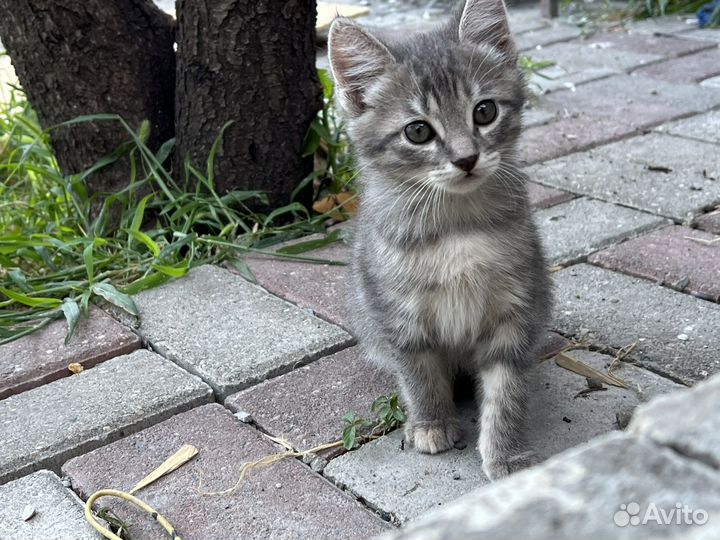 Кошки