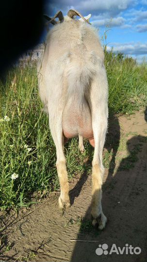 Коза дойная